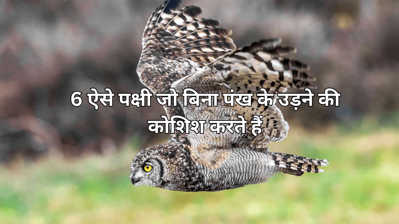 6 ऐसे पक्षी जो बिना पंख के उड़ने की कोशिश करते हैं