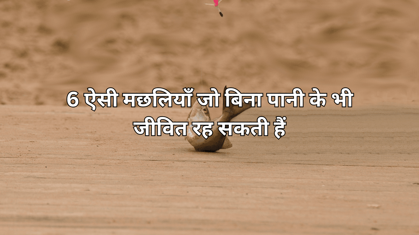 6 ऐसी मछलियाँ जो बिना पानी के भी जीवित रह सकती हैं